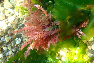 Harpoon weed (Asparagopsis armata) 