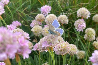 Common blue on thrift