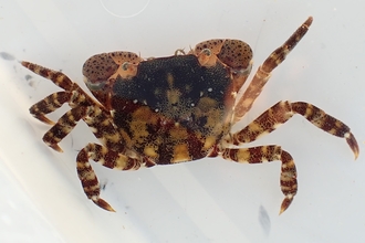 Asian shore crab (Hemigrapsus sanguineus)