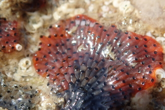 Red ripple bryozoan (Watersipora subatra)