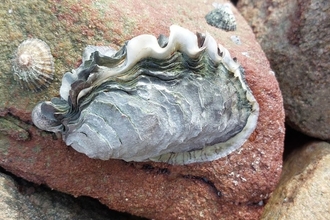 Pacific oyster (Magallana gigas)