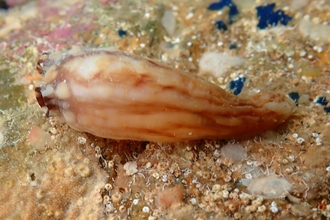 Leathery sea squirt (Styla clava)