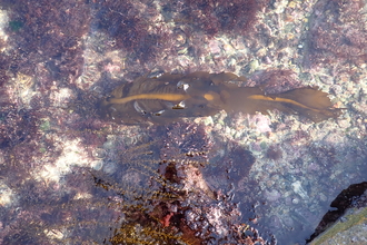 Wakame (Undaria pinnatifida)