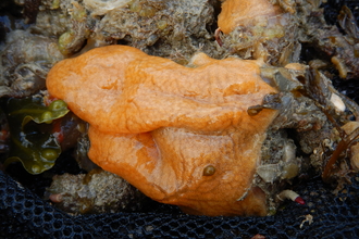 Carpet sea squirt (Didemnum vexillum)