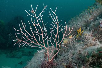 Pink Sea Fan by Iain Dixon