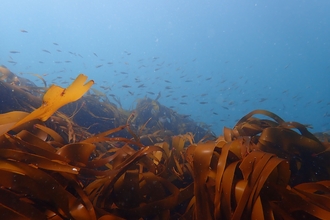 Kelp in the foregound with juvenile fish swimming in the background
