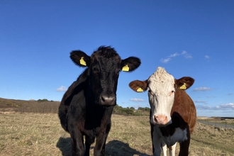 2 Angus and Hereford cows stood by their water trough looking into the camera