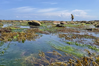Rockpool shoresearch