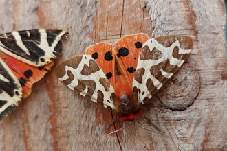 Jersey tiger moth and garden tiger moth