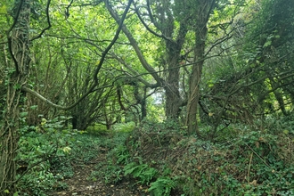 Woodland