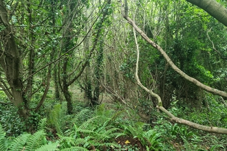 Woodland 