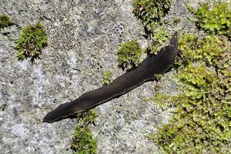 obama flatworm (credit Diego González Dopico)