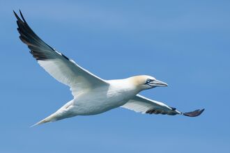 Northern Gannet - Gary Howes ©