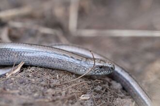 Slow worm - Josh Copping ©