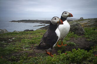 Puffins on Burhou - AWT Staff ©