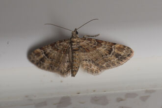 A double-striped pug moth, its mottled brown wings held out to the side