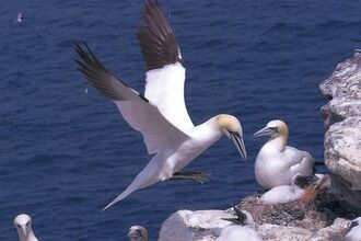 Gannet / Photo by Vic Froome