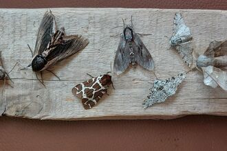 moths from the moth trap