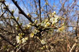 Blackthorn in flower