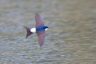 House martin_Photo 120619248, (c) egorbirder, some rights reserved (CC BY)