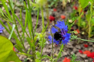 Pollinator patch