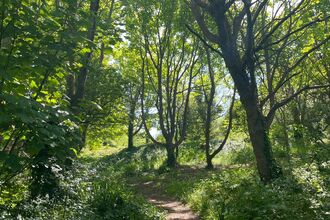 Community woodland