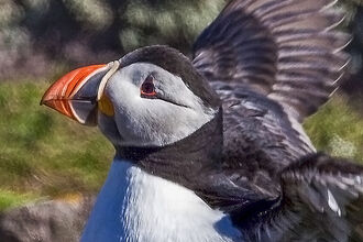 Puffin with its bright beak 