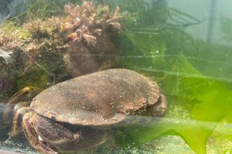 marine tank_chancre crab