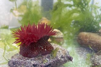 Anemone in a marine tank session