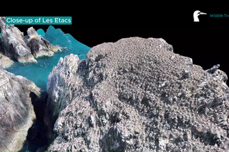 Using drone to survey gannets 