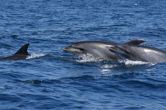 Two large, grey dolphins swimming from right to left, with a third diving in front of them.