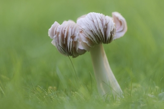 Pink waxcap