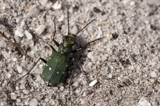 Green tiger beetle