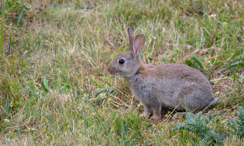 Rabbit