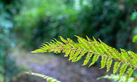 Fern