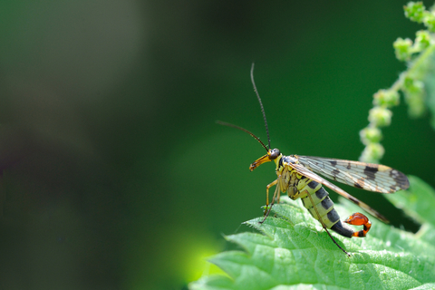 Other insects | Alderney Wildlife Trust