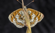 Glanville Fritillary