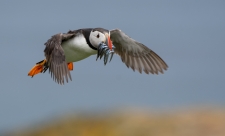 Flying puffin