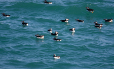 Puffins - AWT Staff