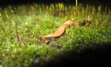 Australian flatworm (Australoplana sanguinea)