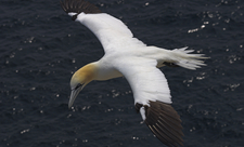 Gannet