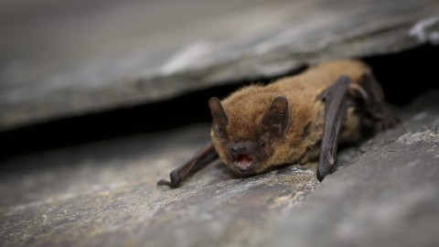 Common pipistrelle