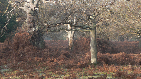 Lowland dry oak and birch wood