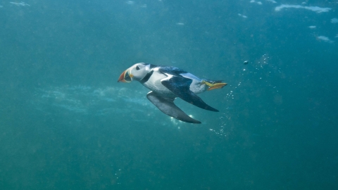 Puffin | Alderney Wildlife Trust