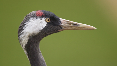 Common crane, The Wildlife Trusts