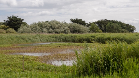 longis pond 