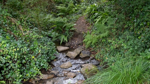 Bonne Terre stream