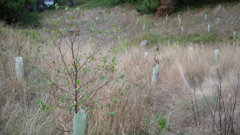 Birch sapling