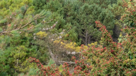 Community woodland - hawthorn and conifers