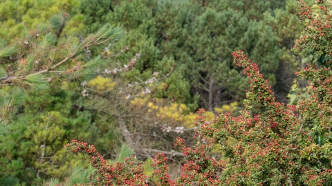 Community woodland - hawthorn and conifers 